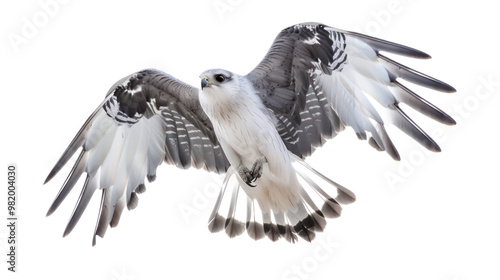 Mississippi Kite full body isolate on transparent background