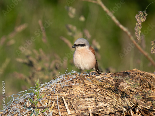 Neuntöter (Laius collurio) oder Rotrückenwürger photo