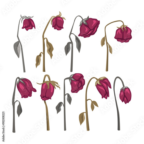 Set of dead rose flower collection, Lonely, Fall, wilted rose, dried flower with   leaves droop, hang lifeless branch, symbolic of heartbreak and grief, romance sadness, isolated on white background.