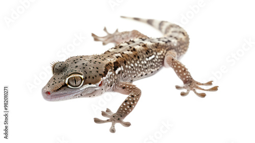 Mourning Gecko full body isolate on transparent background