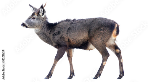 Musk Deer full body isolate on transparent background