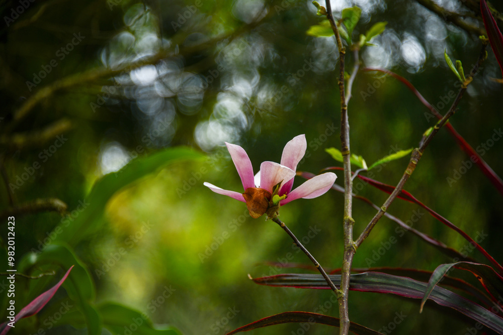 Obraz premium pink flowers