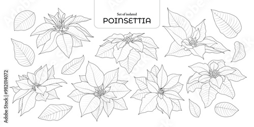 Set of isolated poinsettia. Cute flower illustration in hand drawn style. Black outline and white plane on transparent background.