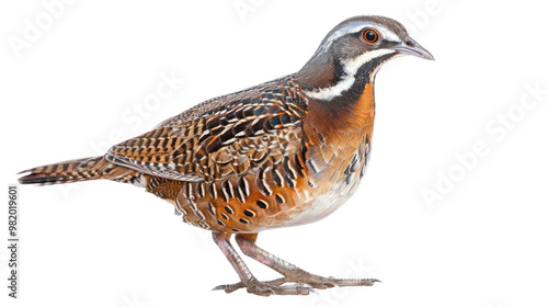 Northern Bobwhite full body isolate on transparent background