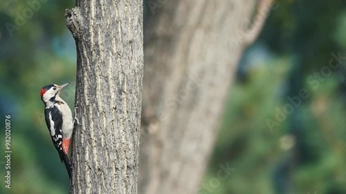 a small woodpecker on a tree looks around and hides behind a trunk