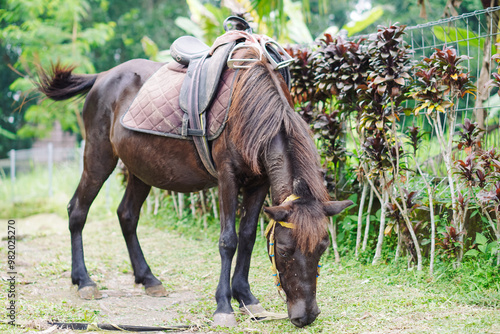 Brown pony grazing on the farm