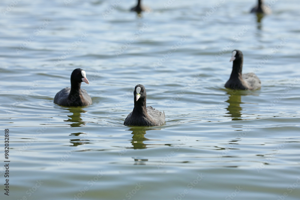 Eurasian coot birds on the river in summer time. Wildlife Eurasian coot birds on the river in summer time. Wildlife