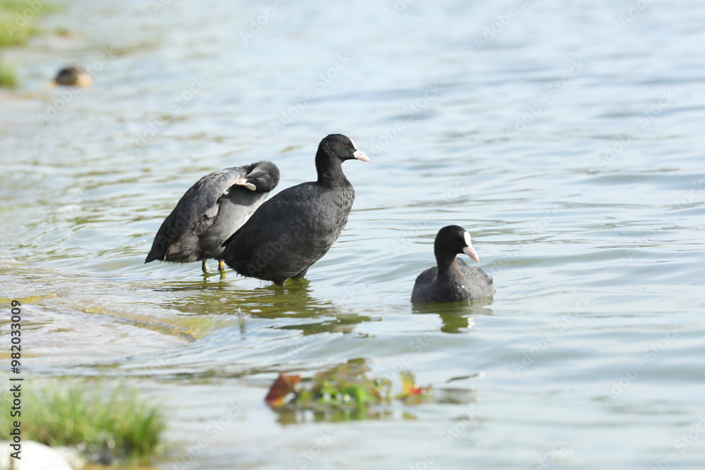Eurasian coot birds on the river in summer time. Wildlife Eurasian coot birds on the river in summer time. Wildlife