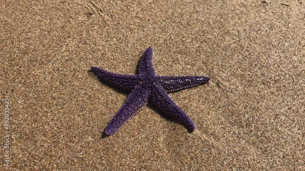 Special Purple Starfishe On The Beach Special Purple Starfishe On The Beach