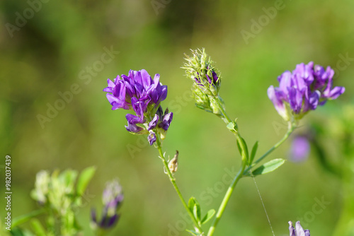 Foto Close up flowers of Alfalfa, Lucerne (Medicago sativa), family Fabaceae