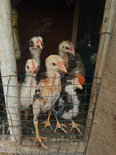 hen and chickens