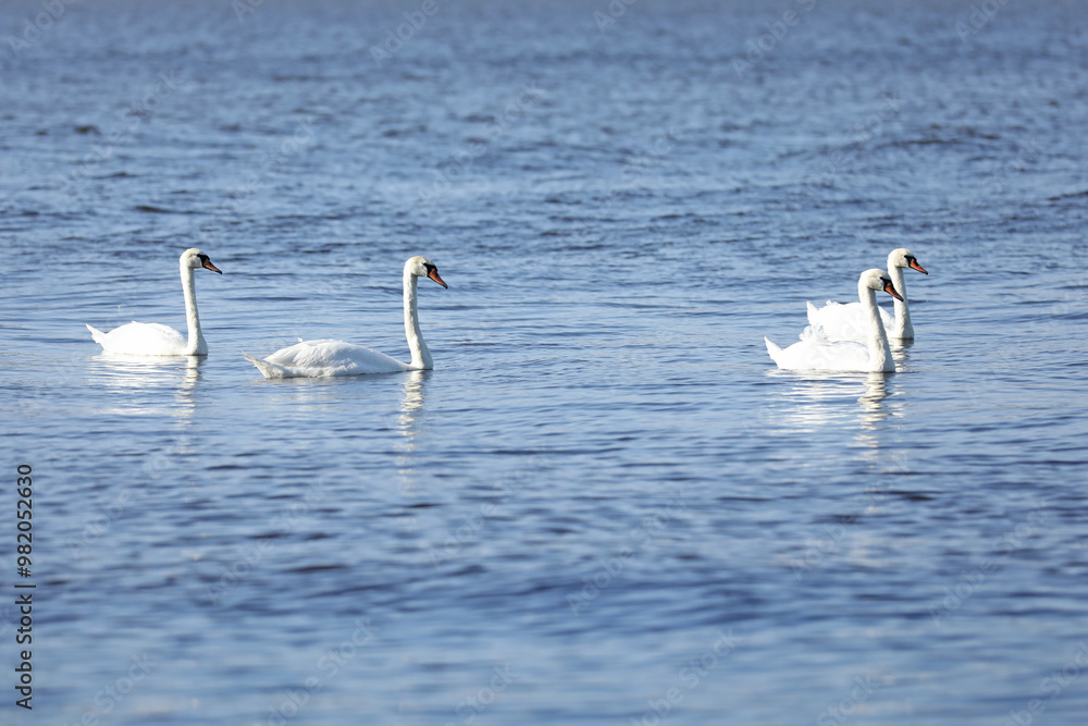 Flock of beautiful white swans on the river Flock of beautiful white swans on the river