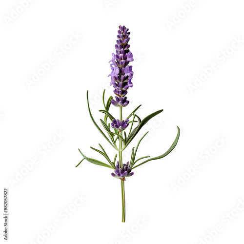 A single lavender flower sprig against a white background.