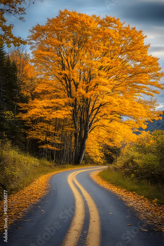 An autumnal maple tree along a dirt road path in Mt Carleton Provincial Park, New Brunswick, Canada.