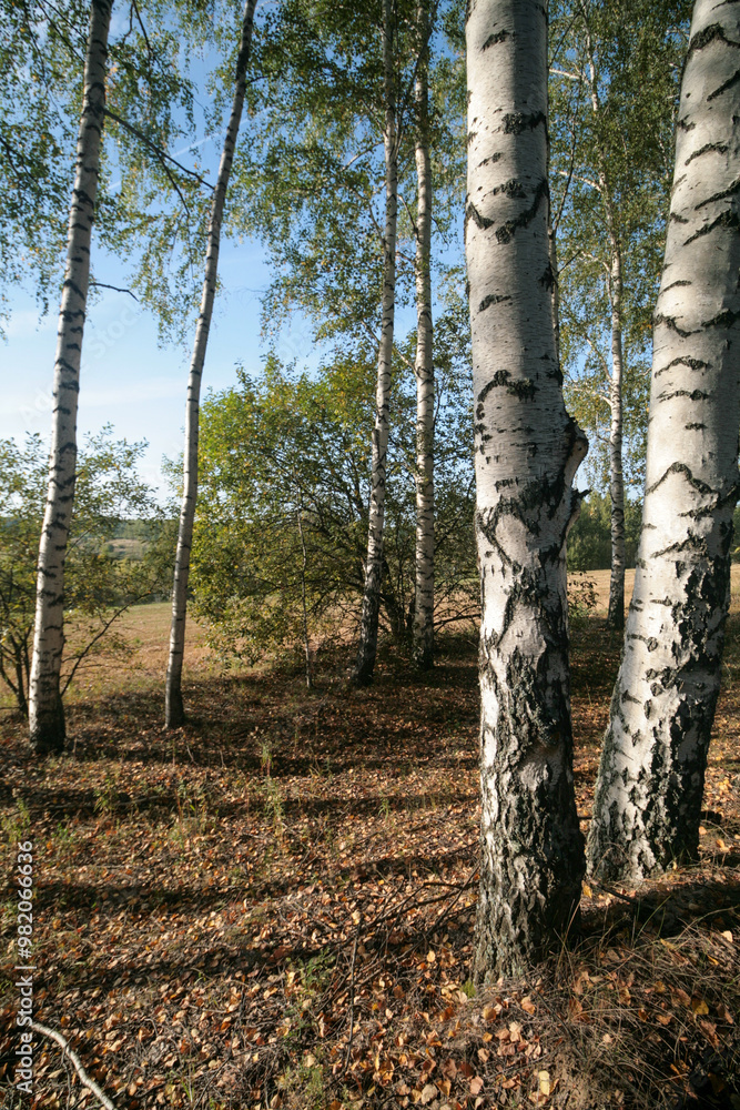 Obraz premium Birch grove in summer, Nizhny Novgorod, Russia.