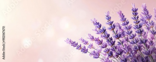 Lavender shrubs, soft pastel purple hues, artistic watercolor design, intricate floral details, botanical illustration, hand-drawn elegance