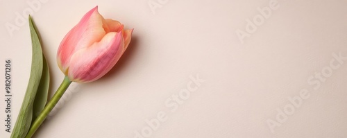 Single tulip bud, soft gradients, gentle brushstrokes, minimalist watercolor style