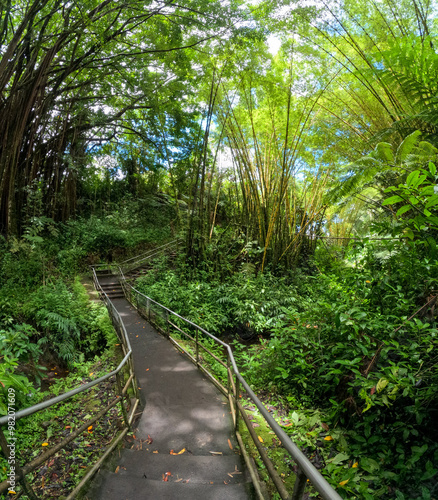 Hawaiian Jungle view on the east side of the big island of Hawaii close to the coast and botanical garden photo