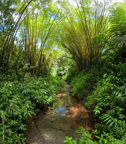 Hawaiian Jungle view on the east side of the big island of Hawaii close to the coast and botanical garden photo