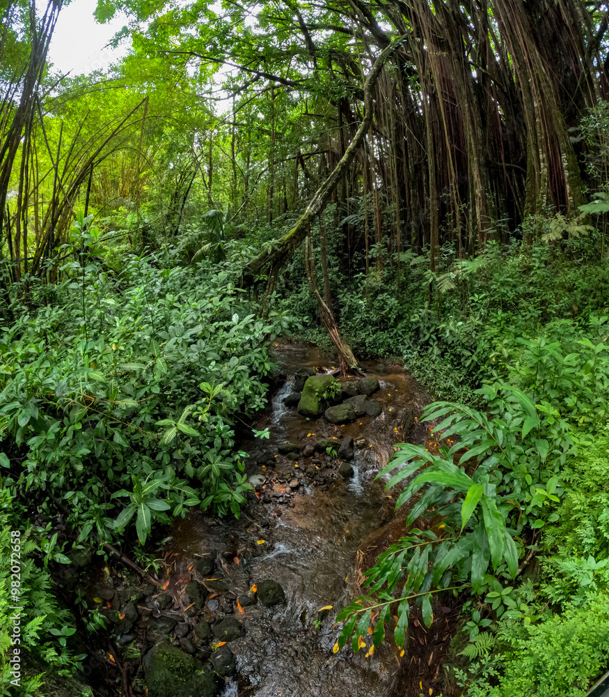 Fototapeta premium Hawaiian Jungle view on the east side of the big island of Hawaii close to the coast and botanical garden
