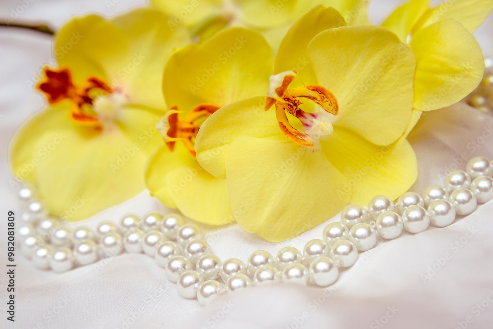 Obraz premium The branch of yellow orchids on white fabric background 
