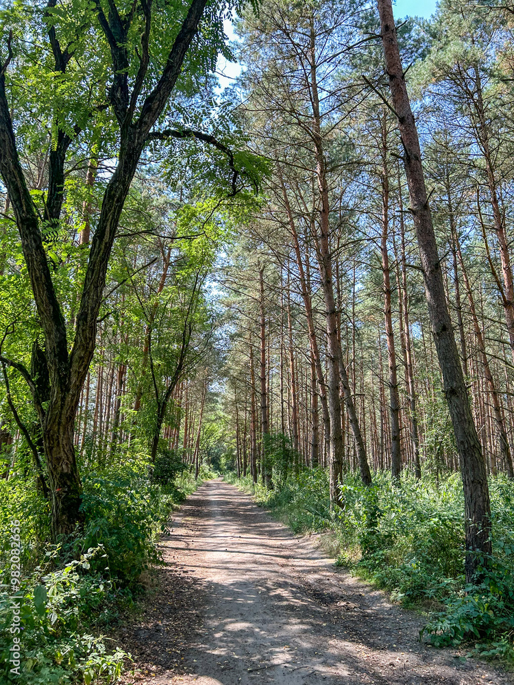 Naklejka premium Forest walk