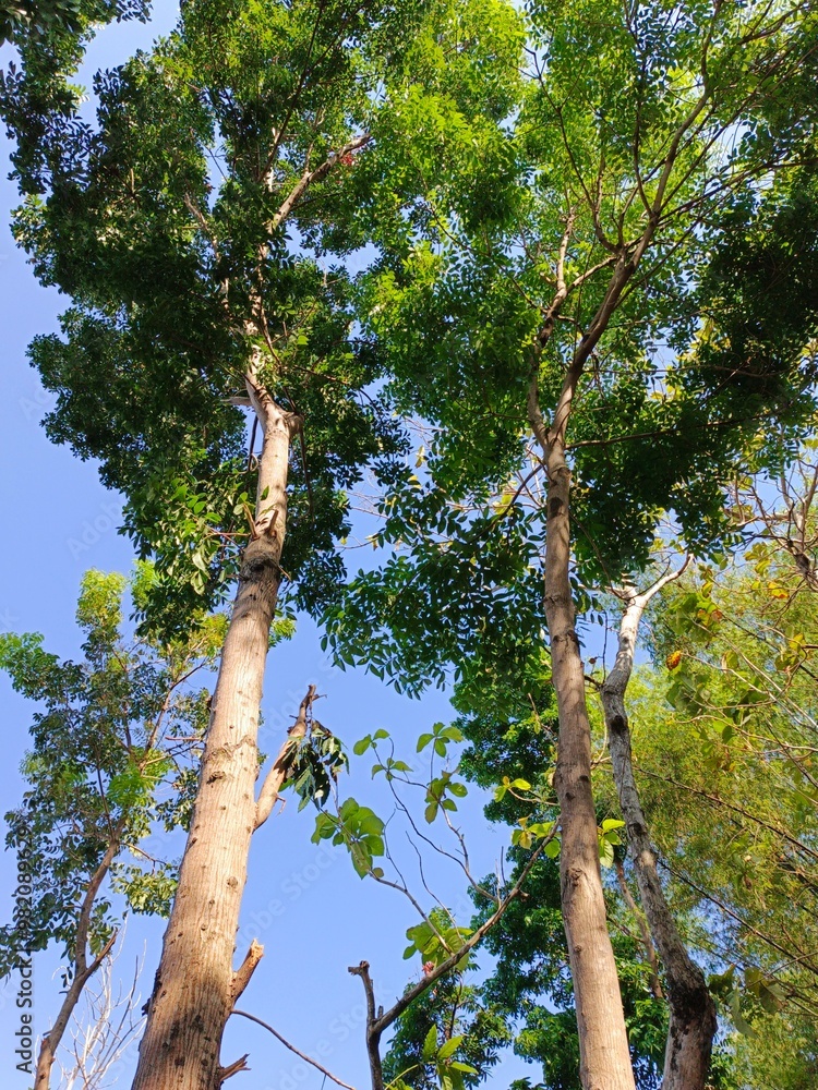 Fototapeta premium Tall Mahogany Trees Reaching the Blue Sky