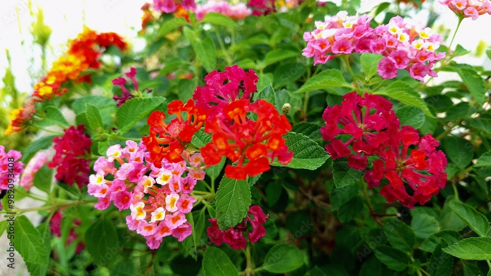 red and yellow flowers red and yellow flowers