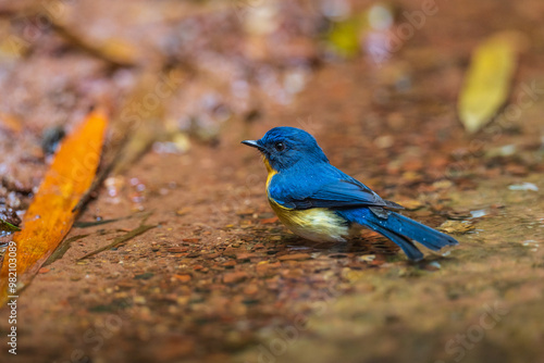 Male Tickell's Blue Flycatcher Playing in a stream in the middle of forest. photo