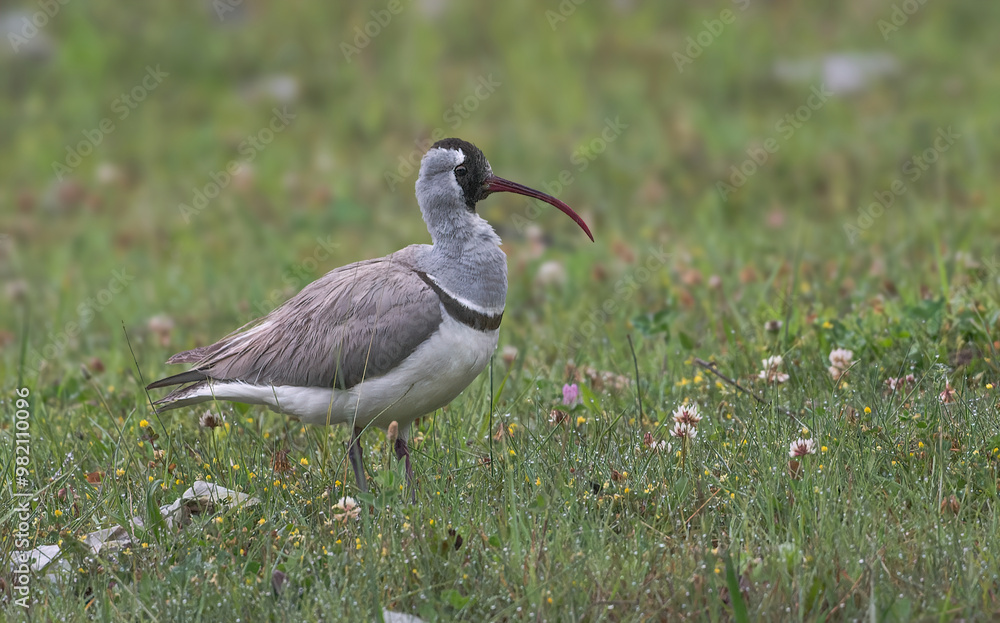 Ibisbill - Expertly camouflaged amongst the fast-moving rocky rivers and streams Ibisbill - Expertly camouflaged amongst the fast-moving rocky rivers and streams
