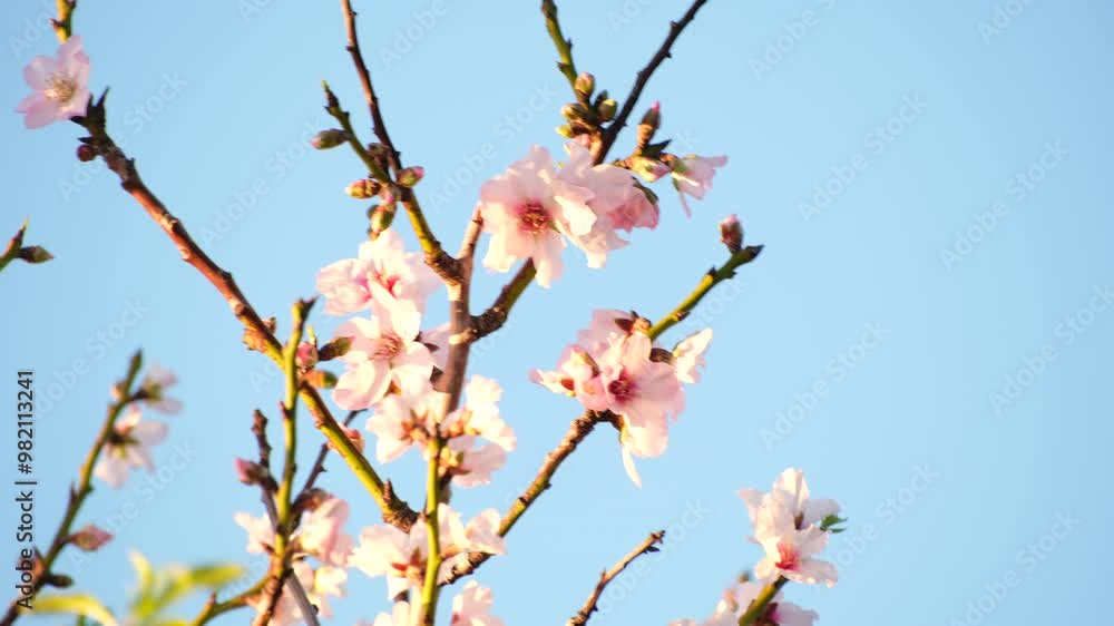 Telephoto closeup on white and pink blossoms of fruit tree against blue sky Telephoto closeup on white and pink blossoms of fruit tree against blue sky