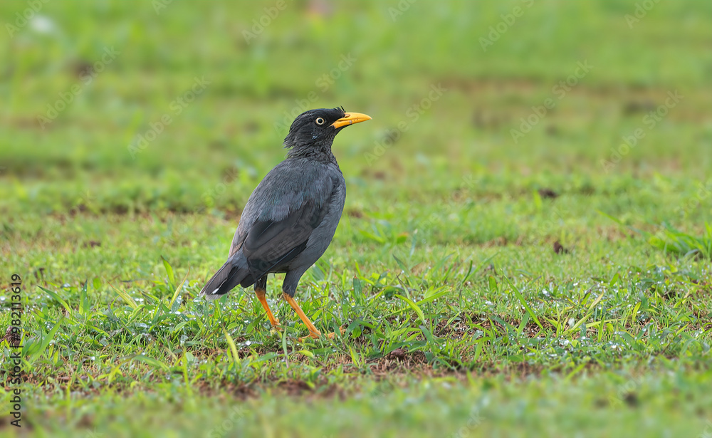 Javan Myna - Restricted to the Indonesian islands of Java and Bali Javan Myna - Restricted to the Indonesian islands of Java and Bali