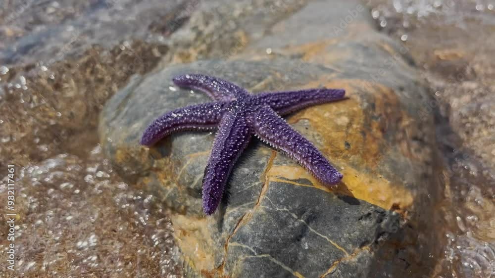 Special Purple Starfishe On The Beach