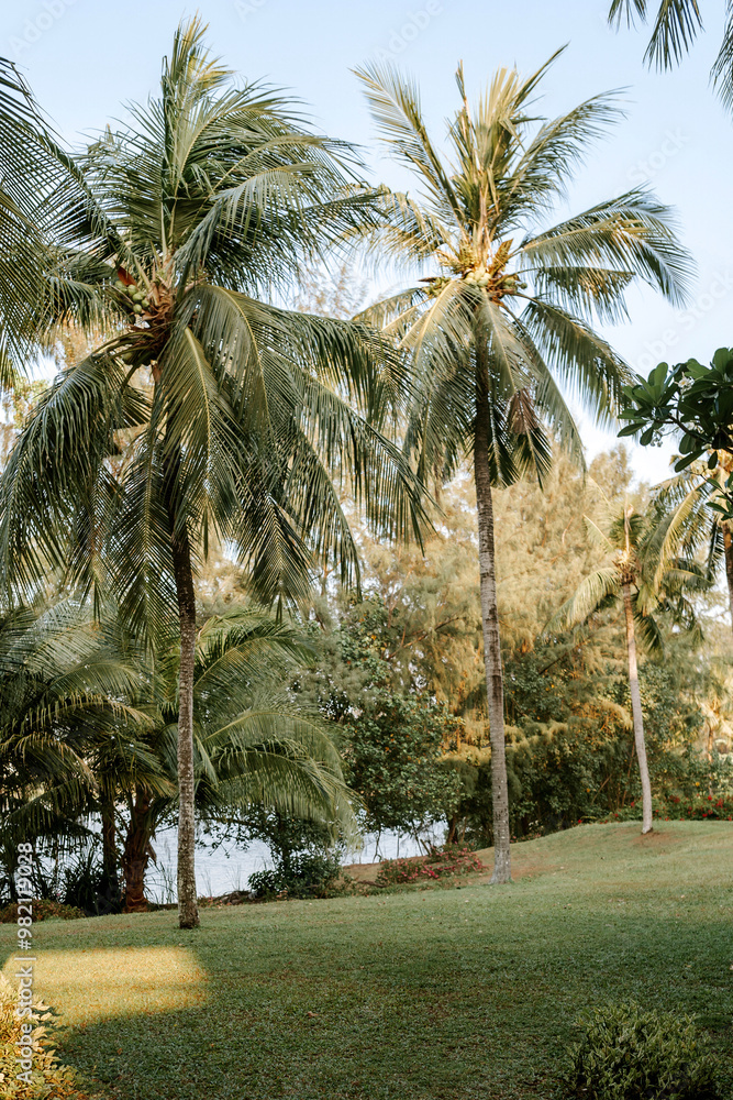 Obraz premium palm trees on the beach