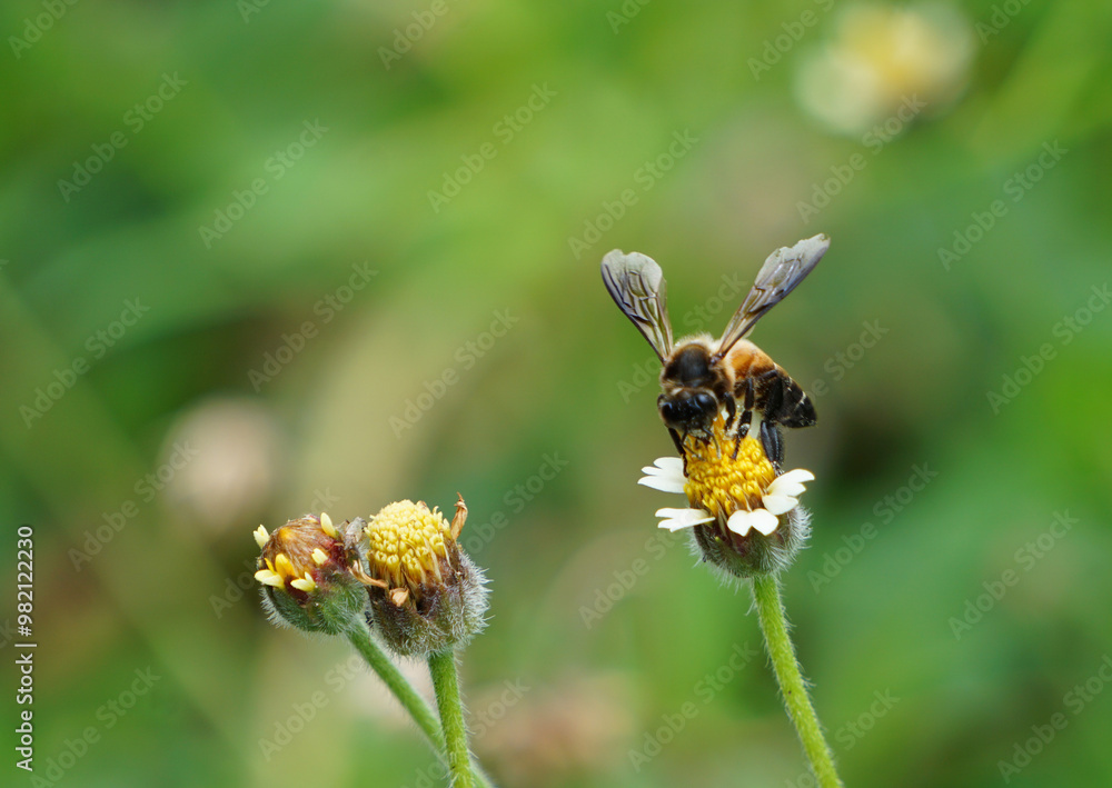 An ASEAN bee pollinated on beautiful tiny yellow flowers with white petal. An ASEAN bee pollinated on beautiful tiny yellow flowers with white petal.