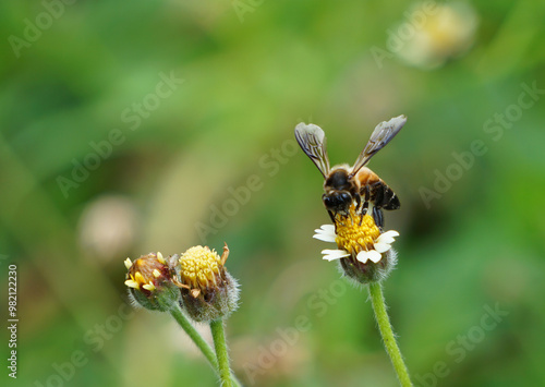 An ASEAN bee pollinated on beautiful tiny yellow flowers with white petal.