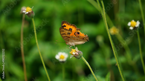 Beautiful and colorful butterfly wingspan on tiny flowers with green leaves as a background.
