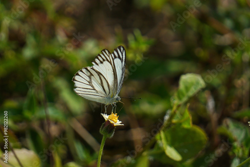Beautiful and colorful butterfly wingspan on tiny flowers with green leaves as a background.