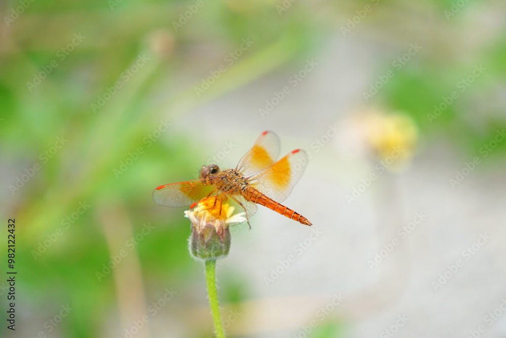 Beautiful orange dragonfly with transparent wing on the tiny flowers with green stem. Beautiful orange dragonfly with transparent wing on the tiny flowers with green stem.