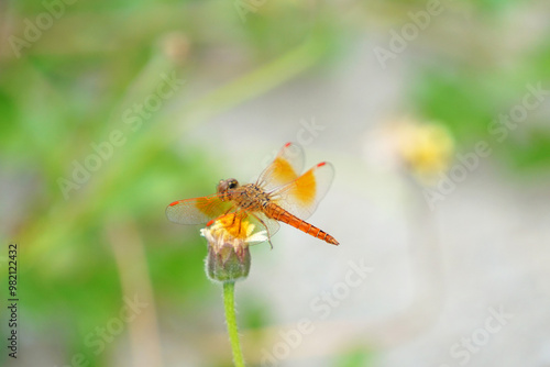 Beautiful orange dragonfly with transparent wing on the tiny flowers with green stem.