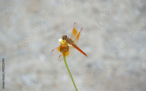 Beautiful orange dragonfly with transparent wing on the tiny flowers with green stem.