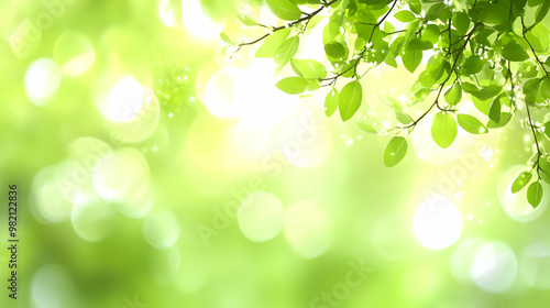 Green Leaves Branch With Bokeh Background Sunlight Shining Through Nature Photography