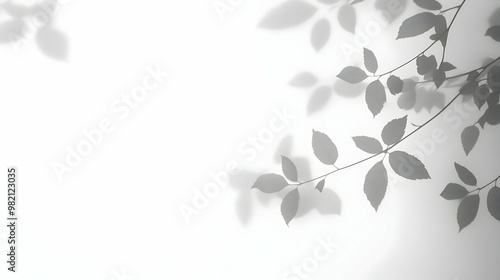 Abstract Minimalist Black and White Leaf Shadows on a White Surface Background