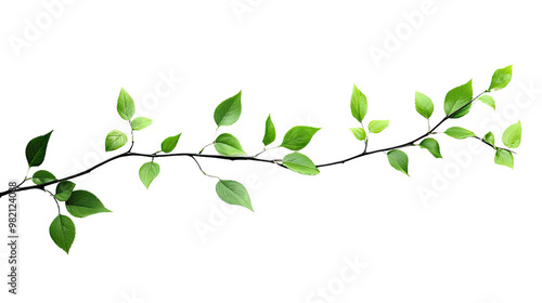 green twig on a white transparent background