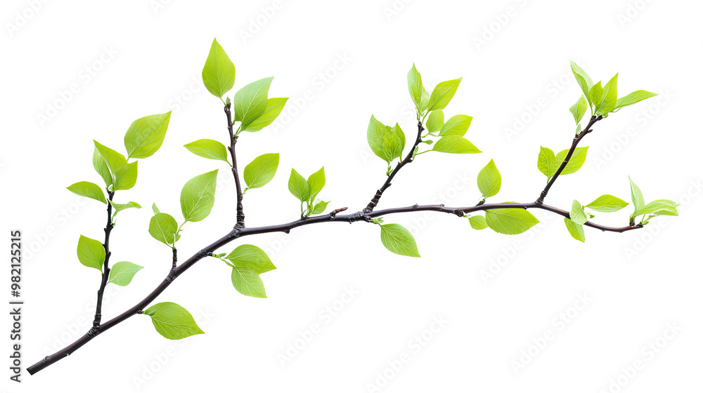 green twig on a white transparent background green twig on a white transparent background