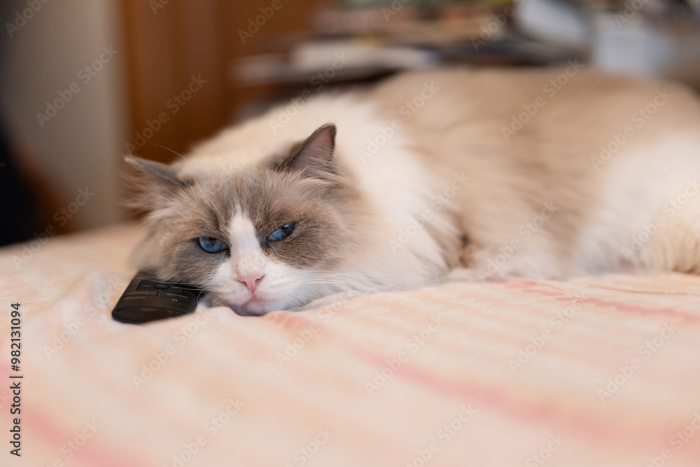 Obraz premium A lazy fat grey ragdoll cat is lying asleep on the sofa with a remote control from the TV