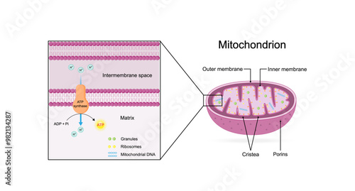 Mitochondria structure. Anatomy of mitochondrion. ATP synthase, Cristae, Ribosomes (mitoribosome), Granule, Porins, DNA, Matrix, inner and outer membrane. Scientific educational vector illustration.
