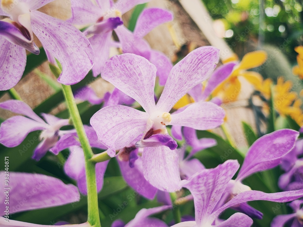 Beautiful of pink orchid flowers Beautiful of pink orchid flowers