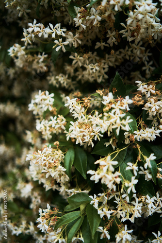 luxurious jasmine bushes on the streets of Prince's Island in Istanbul