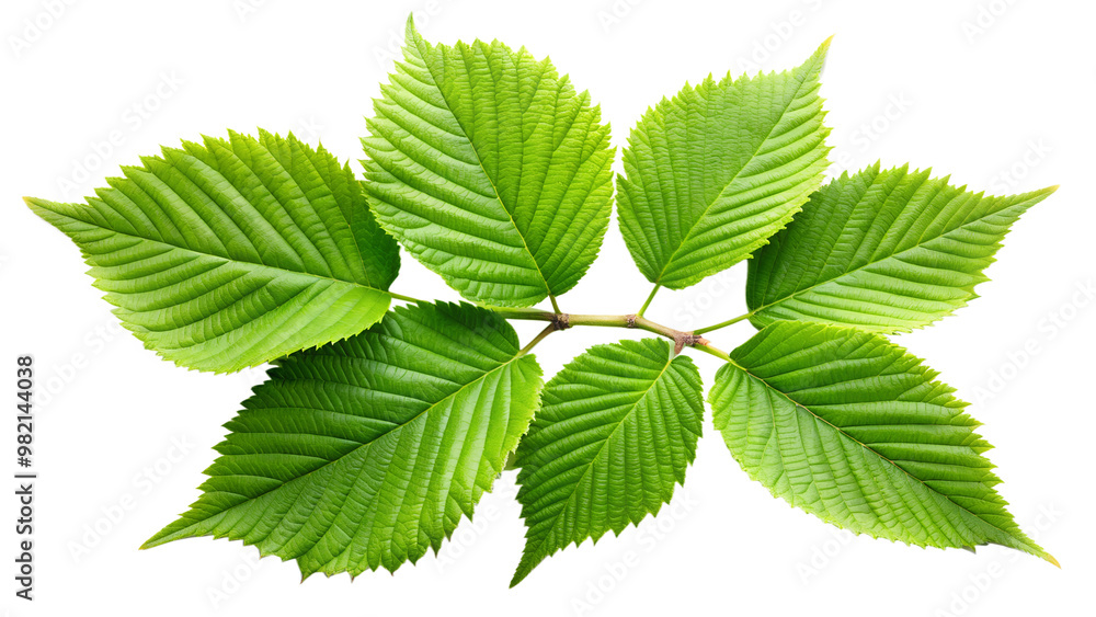 Green leaves with jagged edges, active growth, on a transparent background Green leaves with jagged edges, active growth, on a transparent background